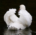Verletzte Wildvögel