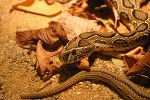 Wer Reptilien, wie Kettenvipern, zu Hause hält, muss für eine sichere Verwahrung sorgen. 