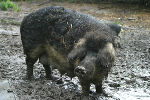 Ein Mangalitza Wollschwein 