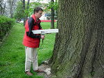 Resistographmessung, Esche Augarten, 04/2007 