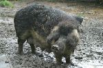 Wollschwein 