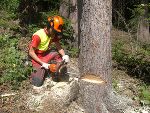 Fällung eines Baumes 