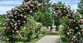 Die Königin des Blumenreichs