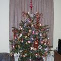 Christbaum-Sammelstellen in Graz