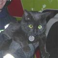 Spezieller Fall: Kater in Feuerwehr-Auto gefangen