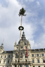 Jetzt steht er wieder: der Maibaum vor dem Grazer Rathaus. 