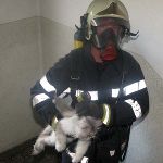 Auch eine kleine Katze konnte lebend gerettet werden. Auch eine kleine Katze konnte lebend gerettet werden.