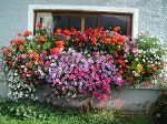 Prachtvolle Dekorationen, mit viel Liebe gepflegt. Prachtvolle Dekorationen, mit viel Liebe gepflegt.