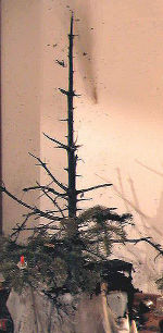 Oh Tannenbaum, wo sind bloß deine Nadeln? Foto: FW der Stadt Graz Oh Tannenbaum, wo sind bloß deine Nadeln? Foto: FW der Stadt Graz