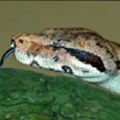 Würgeschlange, Vogelspinne & Co.