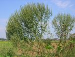 Schön anzusehen, aber gefährlich - die Ambrosie (Foto: Landeskammer für Land- und Forstwirtschaft Steiermark) 