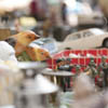 Sammel-Eldorado für Marktfans