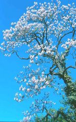 Blauglockenbaum 