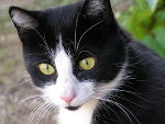Merlin 