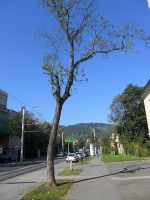 Eggenberger Allee vor der Baumsanierung. FOTO: Stadt Graz-Abteilung für Grünraum und Gewässer 