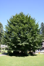 Stadtbaum