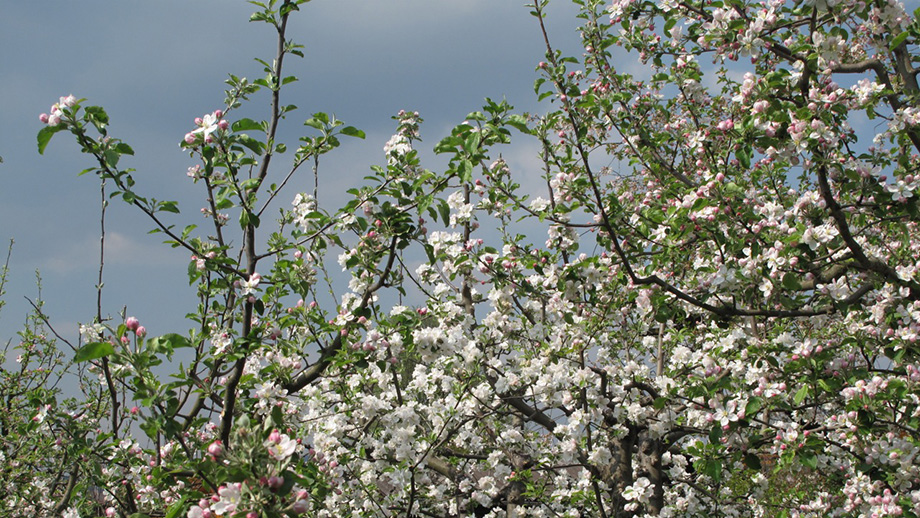 Am Heimgartenpark Zeilbauer. Foto: ©Auferbauer