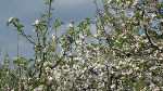 Am Heimgartenpark Zeilbauer. Foto: ©Auferbauer