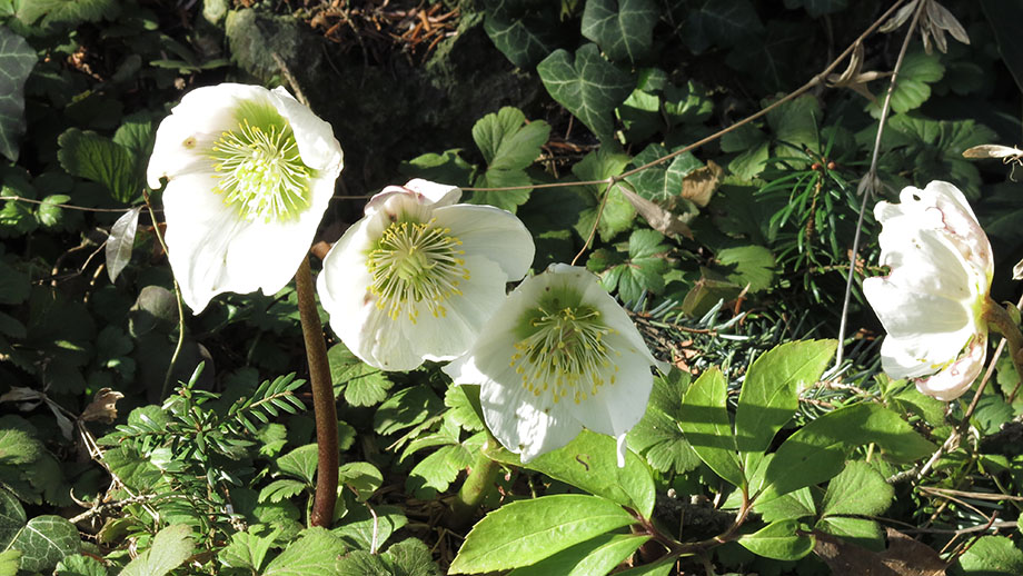 Botanischer Garten, Schneerosen. Foto: ©Auferbauer