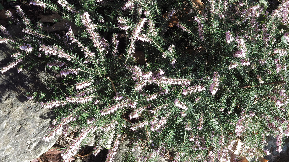 Botanischer Garten, Besenheide. Foto: ©Auferbauer