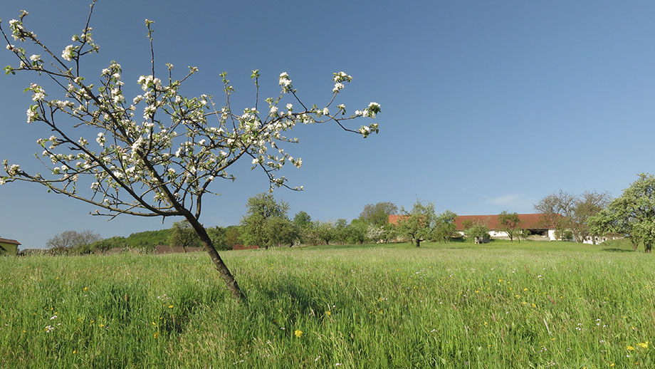 Am Hauensteinweg, Wenisbuch. Foto: ©Auferbauer