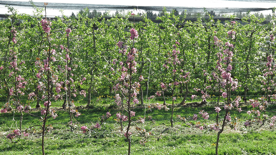 Obstplantage Fauster, an der Föllinger Straße. Foto: ©Auferbauer