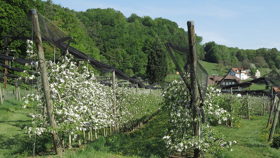 An der Föllinger Straße in Richtung Gehöft Leitensimmerl. Foto: ©Auferbauer