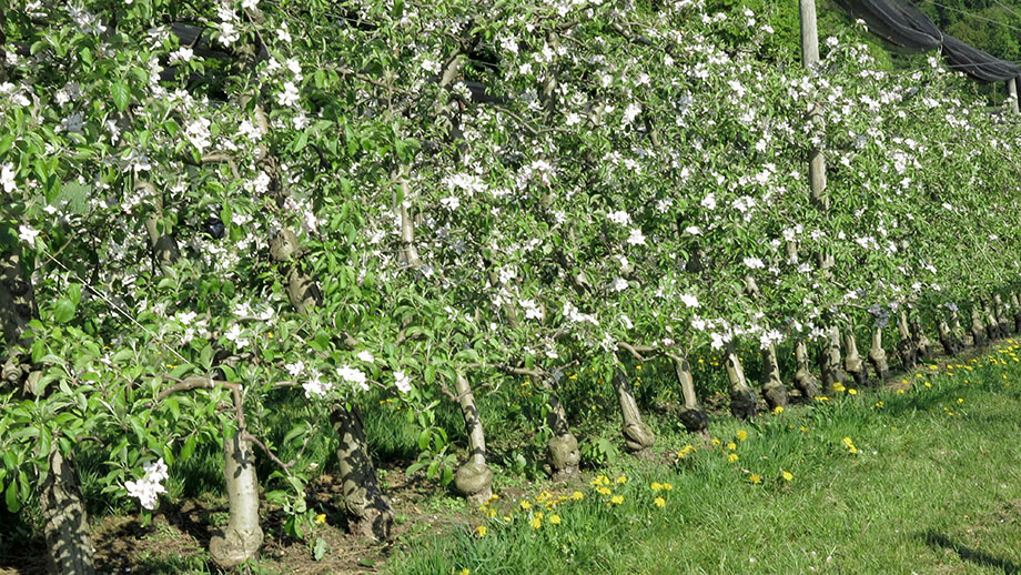 Apfelblütezeit am Gehöft Fauster. Foto: ©Auferbauer