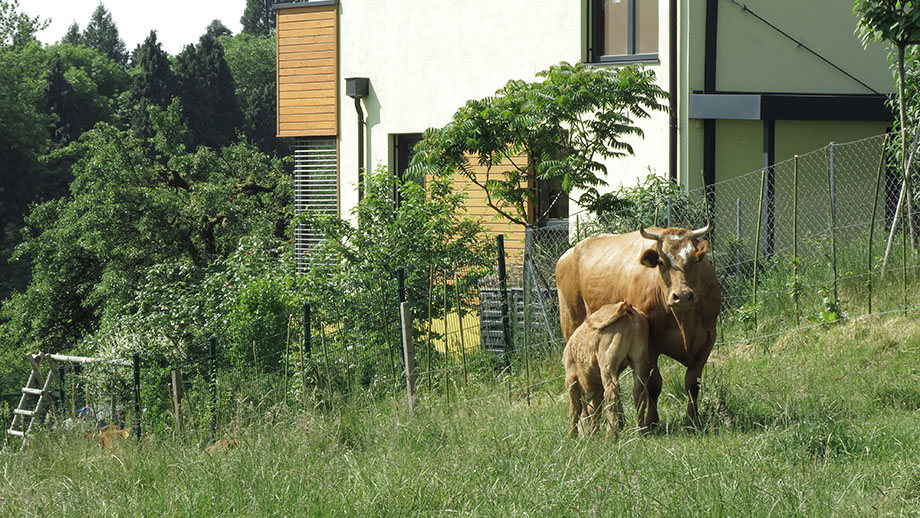 Messendorfberg, Mutterkuhhaltung. Foto: ©Auferbauer