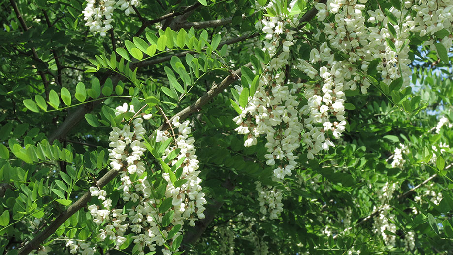 Akazienblüten, am Messendorfberg. Foto: ©Auferbauer