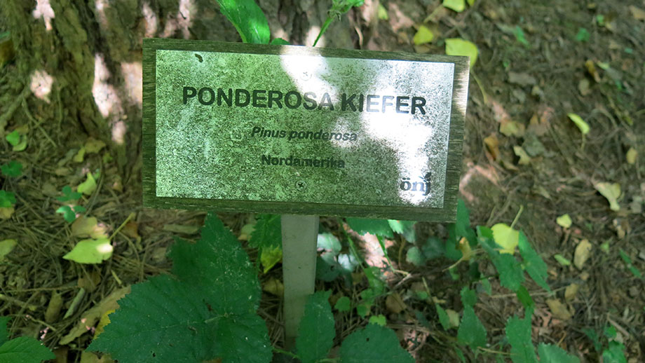 Ponderosakiefer im Grazer Urwald. Foto: ©Auferbauer