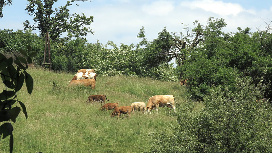 Weidegrund am Messendorfberg. Foto: ©Auferbauer