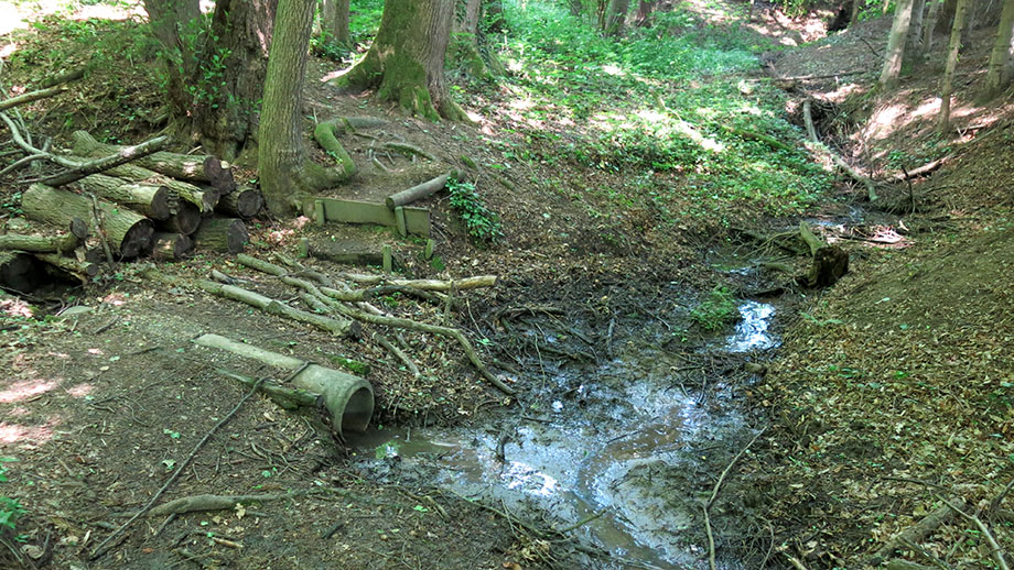 unterer Grabengrund im Grazer Urwald. Foto: ©Auferbauer