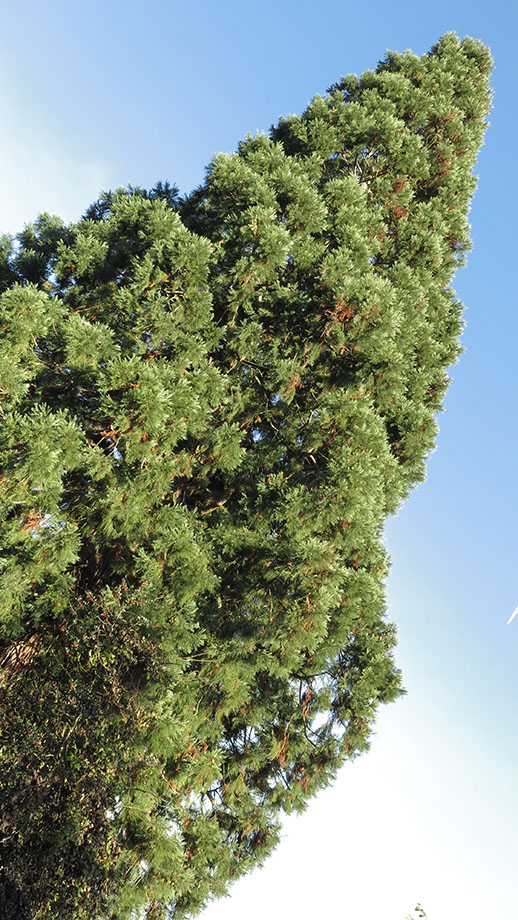 Messendorfberg, Grazer Urwald, Sequoia gigantea. Foto: ©Auferbauer