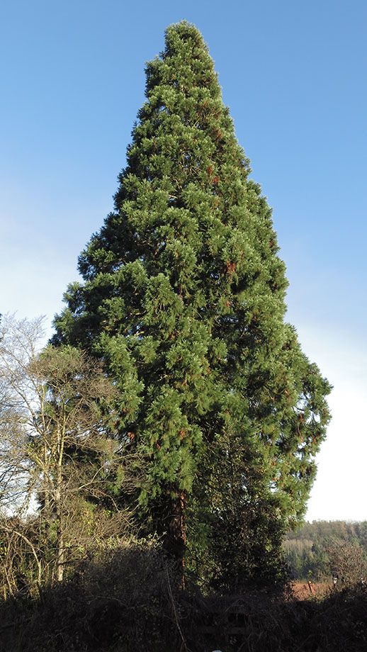 Messendorfberg, Grazer Urwald, Sequoia gigantea. Foto: ©Auferbauer