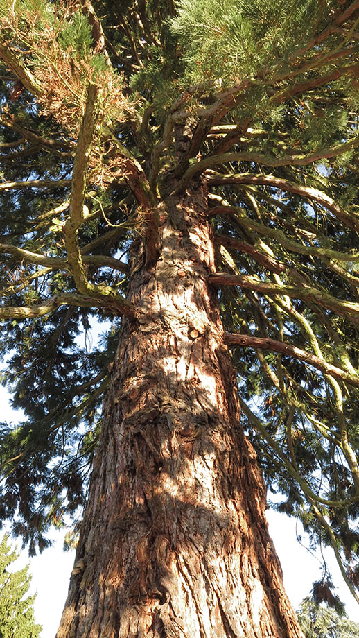 Messendorfberg, Sequoia gigantea, gesetzt 1904. Foto: ©Auferbauer