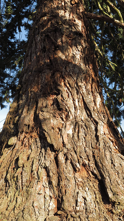 Messendorfberg, Sequoia gigantea gesetzt 1904. Foto: ©Auferbauer