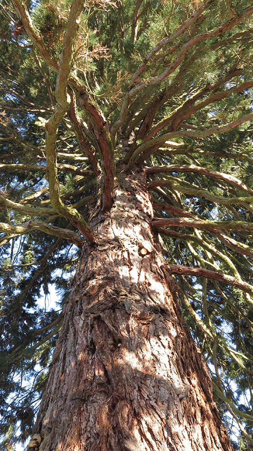 Messendorfberg, Sequoia gigantea gesetzt 1904. Foto: ©Auferbauer