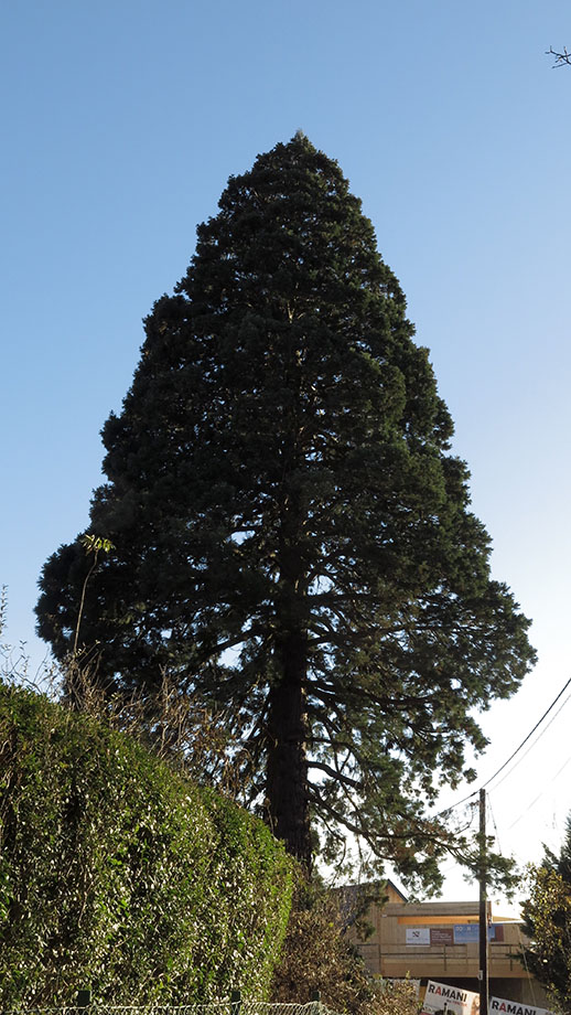 Messendorfberg, Sequoia gigantea gesetzt 1904. Foto: ©Auferbauer