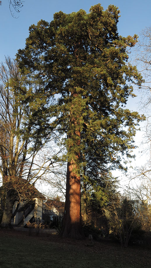 Petersbergenstraße Ecke Paul-Anton-Keller-Weg, Parkanlage mit Sequoia gigantea. Foto: ©Auferbauer