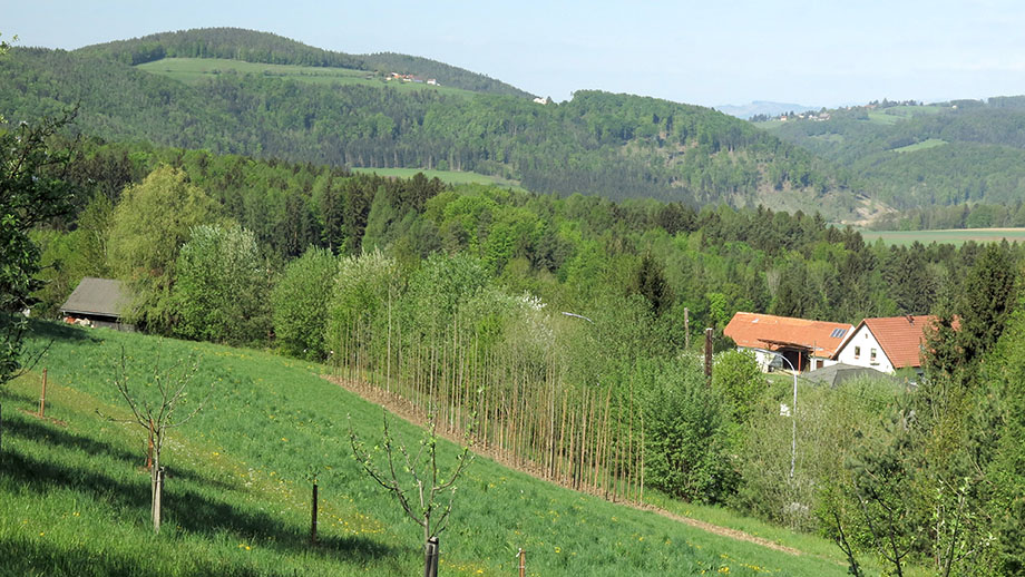 Nadischhöhe, Richtung Lineckberg. Foto: ©Auferbauer