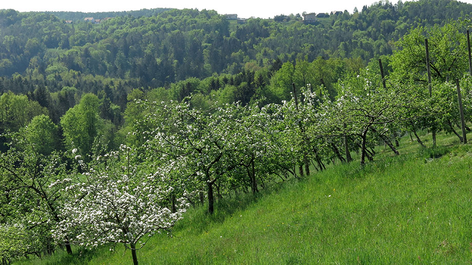 Beim Landhaus Höfer, Richtung Schaftalberg. Foto: ©Auferbauer