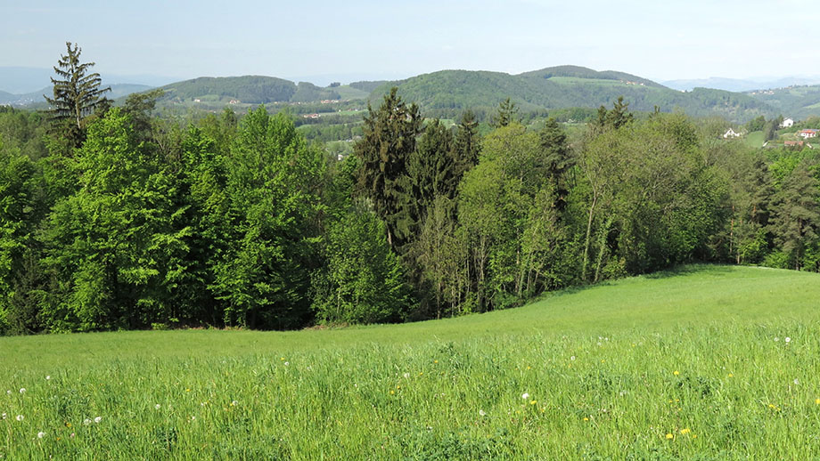 An der Prellerbergstraße, Richtung Hauenstein und Lineckberg. Foto: ©Auferbauer