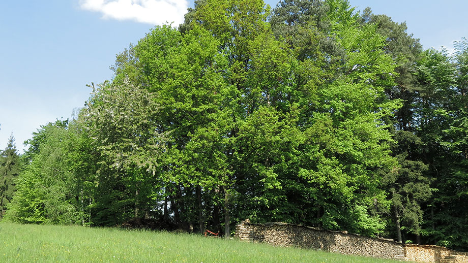 Am Roseggerweg, Richtung Schaftalberg. Foto: ©Auferbauer