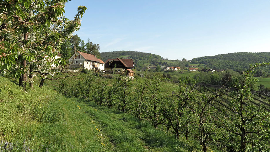 Baumblüte in Wenisbuch beim Obsthof Pölzer. Foto: ©Auferbauer