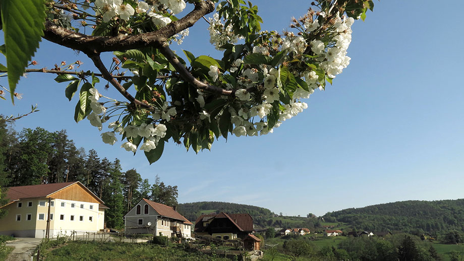 Obsthof Pölzer, Wenisbuch. Foto: ©Auferbauer