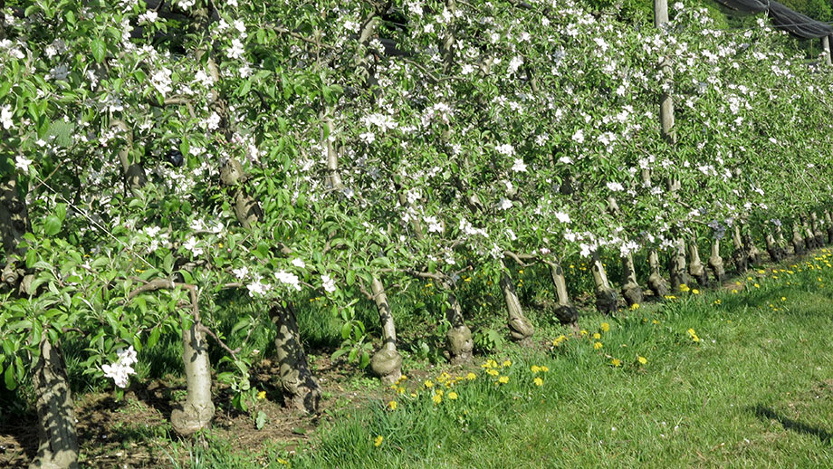Obstbaumblüte in Wenisbuch und Fölling. Foto: ©Auferbauer