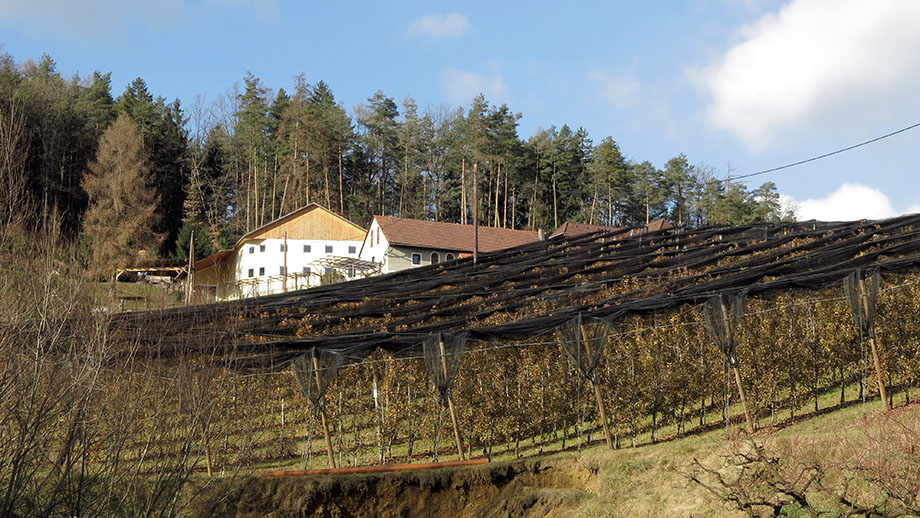 Rabensteinersteig, Winterruhe in den Plantagen am Obsthof Pölzer. Foto: ©Auferbauer