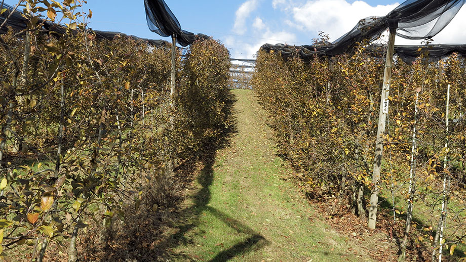 Dezembersonne in den Baumreihen am Obsthof Pölzer. Foto: ©Auferbauer