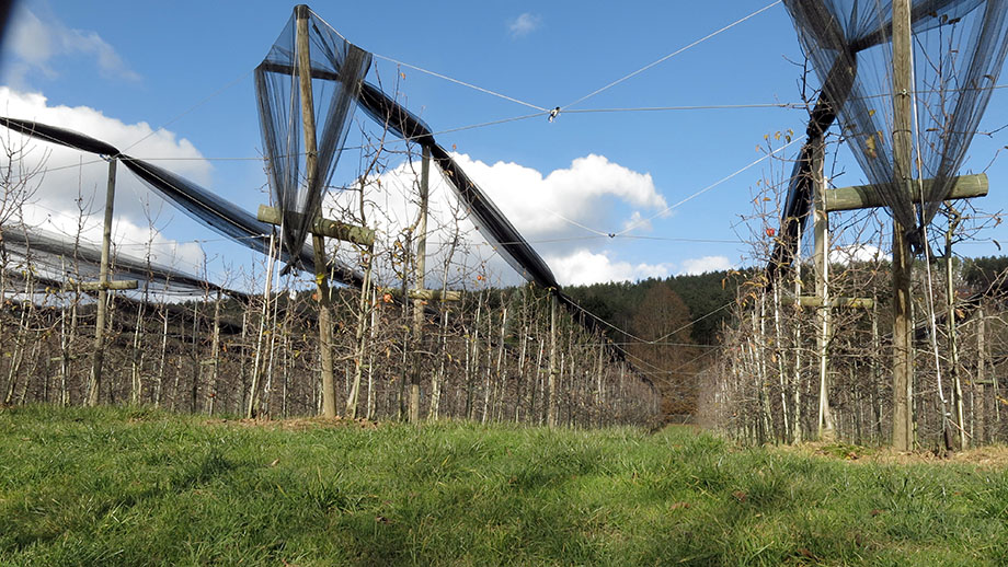 Wenisbuch, Obstplantage nahe am Buschenschank Konrad Pölzer. Foto: ©Auferbauer